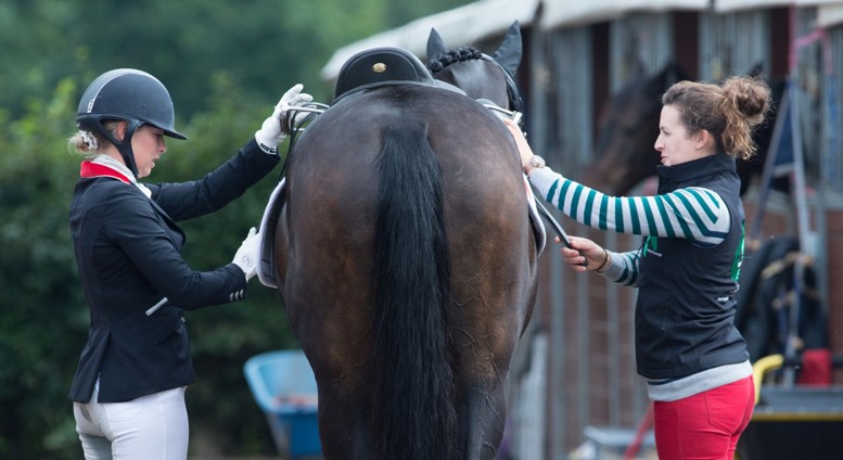 Senior Equine Groom Apprenticeship Standard