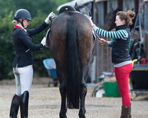 Senior Equine Groom Apprenticeship Standard