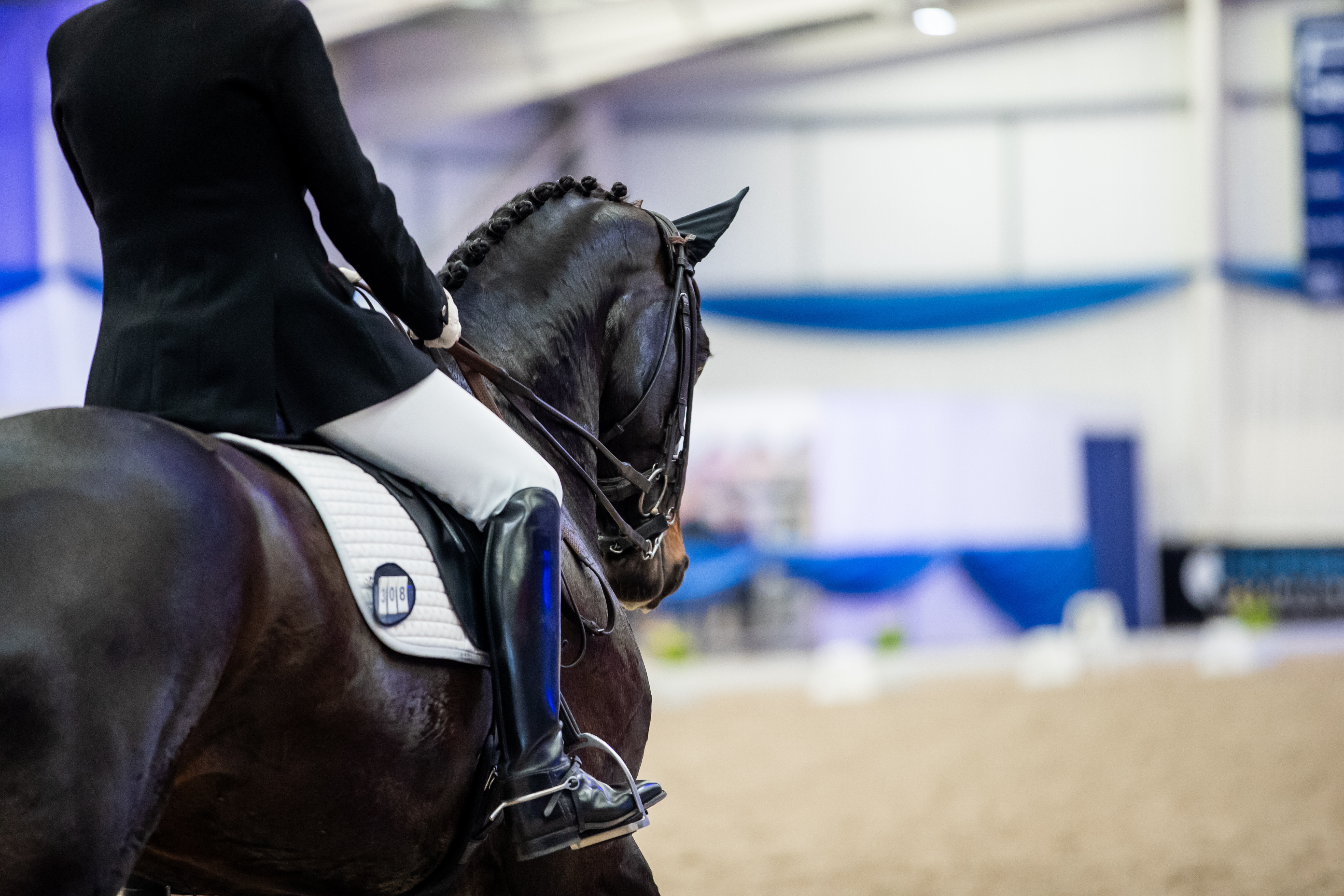 British Dressage Equine Groom Apprenticeship Standard